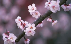 Japanese Cherry Blossoms